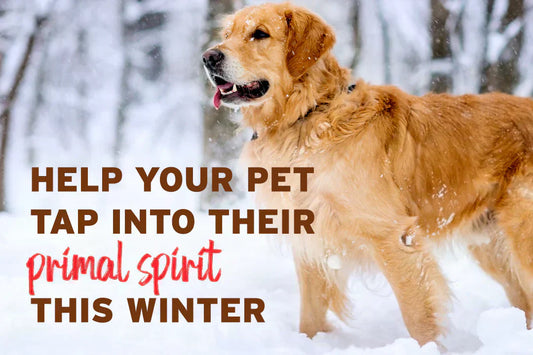 Raw Dog Food for Beginners: A Comprehensive Guide to Getting Started