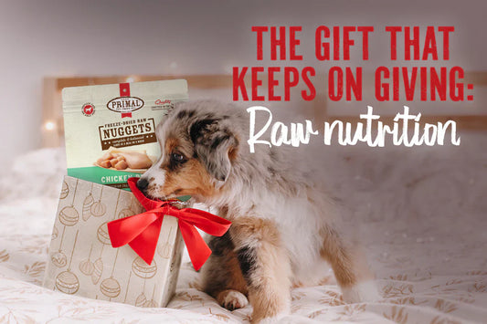 The Benefits of Freeze Dried Raw Dog Food for Your Pet's Health